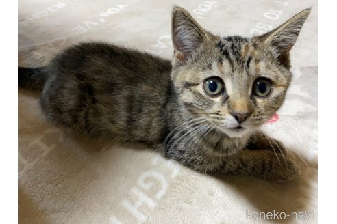 成約済の千葉県のマンチカン-68057の3枚目